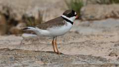 111: 2023-05-23-plover 0C3_1064