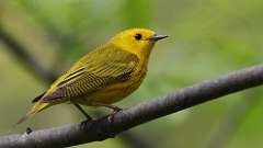 114: 2023-05-23-yellow warbler 0C3_1387