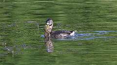 117: 2023-05-25-Pied-billed Grebe 0C3_0088