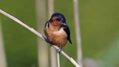 115: 2023-05-25-barn swallow 0C3_0515