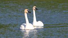 119: 2023-05-25-swans 0C3_0010