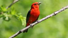 123: 2023-05-27-Scarlet Tanager 0C3_0631