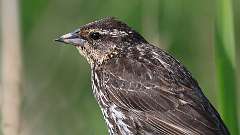 127: 2023-05-28-red-winged blackbird 0C3_0028