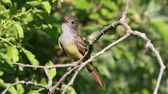 129: 2023-05-31-Great Crested Flycatcher 0C3_0099