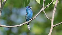 131: 2023-06-01-Indigo Bunting 0C3_0083