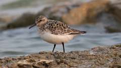 137: 2023-06-04-Sanderling 0C3_0754