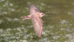 141: 2023-06-10-Northern Rough-winged Swallow 0C3_0241