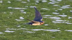 140: 2023-06-10-barn swallow 0C3_0298