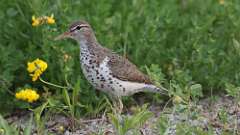 142: 2023-06-17-Spotted Sandpiper 0C3_0262