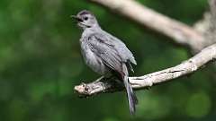 145: 2023-06-25-Gray Catbird 0C3_0020