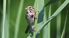 146: 2023-06-25-song sparrow 0C3_0097