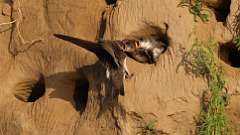 150: 2023-07-05-bank-swallow-6M2_0512_21