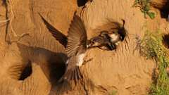 152: 2023-07-05-bank-swallow-6M2_0528_35