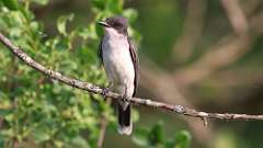 153: 2023-07-10-eastern kingbird 0C3_0026