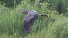 154: 2023-07-16-blue heron 0C3_0081