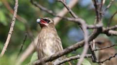 155: 2023-07-31-Cedar Waxwing 0C3_0181