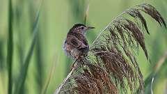 156: 2023-07-31-Marsh Wren 0C3_0339