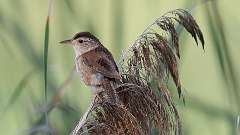 157: 2023-07-31-Marsh Wren 0C3_0547