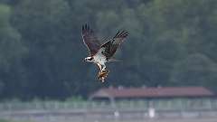 158: 2023-08-01-osprey 0C3_1391