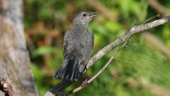 160: 2023-08-09-Gray Catbird 0C3_0007