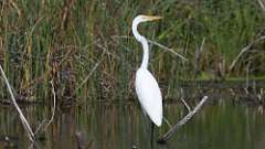 171: 2023-08-28-egret 0C3_0778