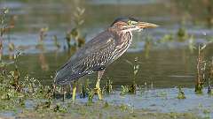 172: 2023-08-28-green heron 0C3_0552