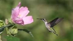 174: 2023-08-28-hummingbird 0C3_0853