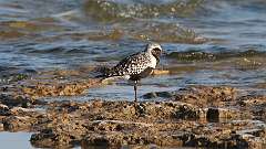 176: 2023-08-29-Black-bellied plover 0C3_0316