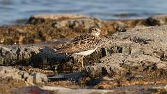 177: 2023-08-29-Pectoral Sandpiper 0C3_0356