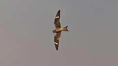 178: 2023-08-30-Common Nighthawk 0C3_0496