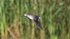 179: 2023-08-30-Greater Yellowlegs 0C3_0473