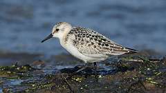 180: 2023-08-30-sanderling 0C3_0167