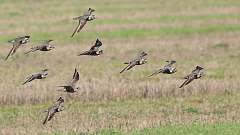 183: 2023-09-04-American Golden-Plover 0C3_0011