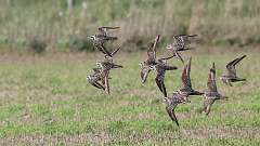 184: 2023-09-04-American Golden-Plover 0C3_0157