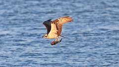 188: 2023-09-04-osprey-fish_0326