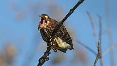 189: 2023-09-05-green heron 0C3_0165