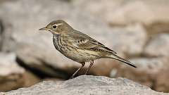 192: 2023-09-19-American Pipit 0C3_0660