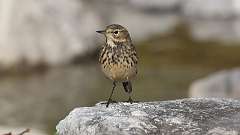 193: 2023-09-19-American Pipit 0C3_0691