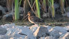 201: 2023-10-02-Wilsons Snipe 0C3_0407