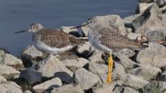 209: 2023-10-07-Greater Yellowlegs 0C3_0121