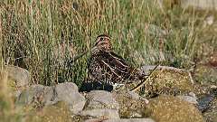 210: 2023-10-12-wilsons snipe 0C3_0031