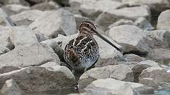 211: 2023-10-13-wilsons snipe 0C3_0039