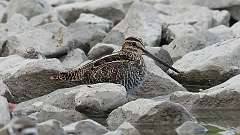 212: 2023-10-13-wilsons snipe 0C3_0063