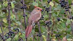 218: 2023-10-18-Northern Cardinal 0C3_0315