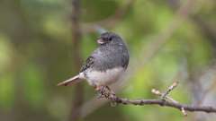 228: 2023-11-15-Dark-eyed Junco 0C3_0126