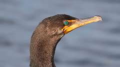 229: 2023-11-15-Double-crested Cormorant 0C3_0217