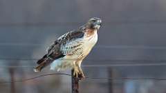 237: 2023-12-14-Red-tailed Hawk 0C3_0403