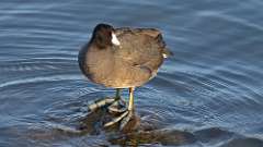 238: 2023-12-15-American Coot 0C3_0049