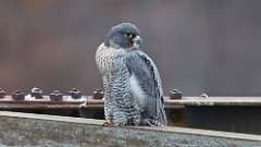 241: 2023-12-22-Peregrine Falcon 0C3_0076