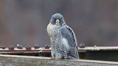 242: 2023-12-22-Peregrine Falcon 0C3_0250